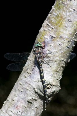 Probable Harlequin Darner (Gomphaeschna fucillata) (male), Webster Wildlife and Natural Area, Kingston, NH.