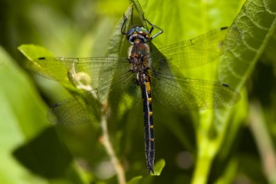 Petite Emerald (Dorocordulia lepida) (female), Webster Wildlife and Natural Area, Kingston, NH.