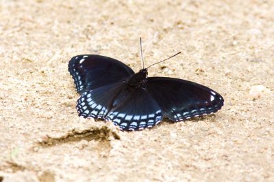 Red-spotted Purple (Basilarchia astyanax), Webster Wildlife and Natural Area, Kingston, NH.