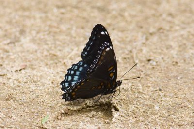 Red-spotted Purple (Basilarchia astyanax), Webster Wildlife and Natural Area, Kingston, NH.