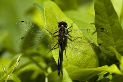 Racket-tailed Emerald, Webster Wildlife and Natural Area, Kingston, NH.