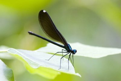 Ebony Jewelwing (Calopteryx maculata) (male), Webster Wildlife and Natural Area, Kingston, NH.