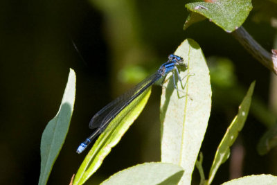 Possible Turquoise Bluet (Enallagma divagans), Webster Wildlife and Natural Area, Kingston, NH.