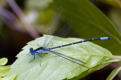 Aurora Damsel (Chromagrion conditum) (male), Webster Wildlife and Natural Area, Kingston, NH.