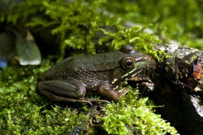 Green Frog (Rana clamatans melanota), East Kingston, NH.