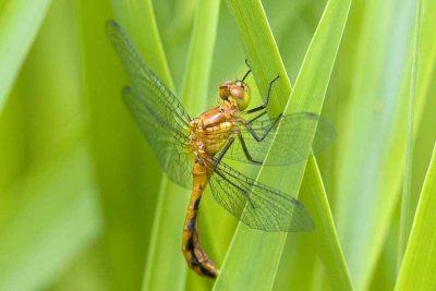 Meadowhawk (Sympetrum) sp. (female), Foss Wasson Field, East Kingston, NH