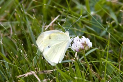 unidentified butterfly, Foss Wasson Field, East Kingston, NH