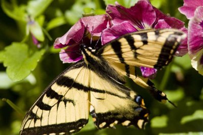 Tiger Swallowtail (Pterourus glaucus), East Kingston, NH