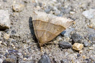 Maple Looper (Parallelia bistriaris - 8727), Webster Wildlife and Natural Area, Kingston, NH