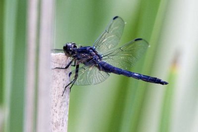 Slaty Skimmer (Libellula incesta) (male), Foss Wasson Field, East Kingston, NH