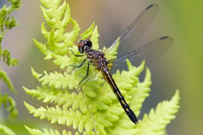 Blue Dasher (Pachydiplax longipennis) (female), Foss Wasson Field, East Kingston, NH