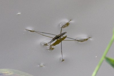 Water Strider (Gerridae), York Brook, Kimball Rd., Kensington, NH