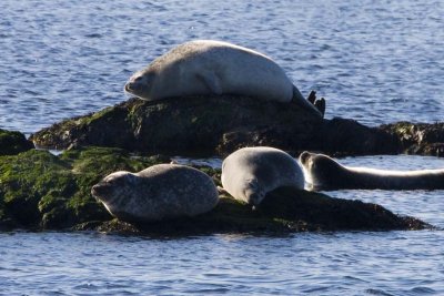 Western Atlantic Harbor Seals (Phoca vitulina concolor ), Merrimack River, Salisbury, MA