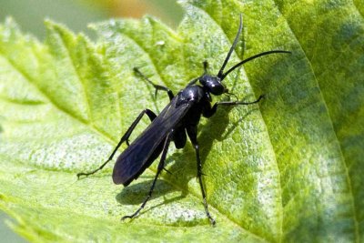 Male Spider Wasp, Pompilidae, most likely in genus Anoplius, Exeter River, Brentwood, NH