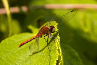 White-faced Meadowhawk (Sympetrum obtrusum) (male), Brentwood Mitigation Area, Brentwood, NH