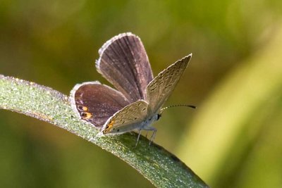 Eastern Tailed-blue (Cupido comyntas) (female), Brentwood Mitigation Area, Brentwood, NH
