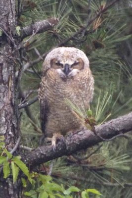 Great Horned Owl (chick) (Bubo virginianus), Parker River NWR, Newburyport, MA