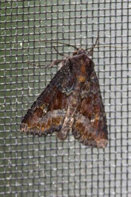 Yellow-headed Cutworm Moth (Apamea amputatrix -  9348), East Kingston, NH
