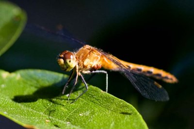 Meadowhawk sp. (Sympetrum) (immature or female), Willow Road, East Kingston, NH