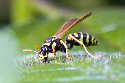 European Paper Wasp ( Polistes dominulus ), East Kingston, NH