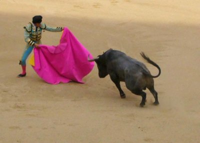bull fights