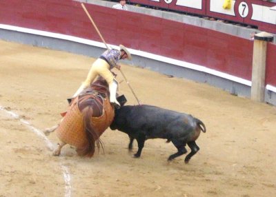 the bull charges the picador