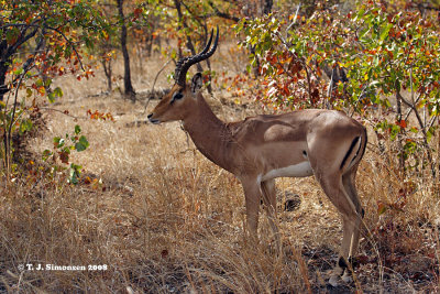 Impala (Aepyceros melampus)