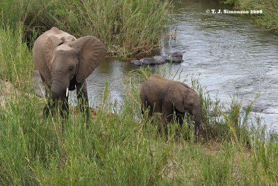 African Bush Elephant (Loxodonta africana)