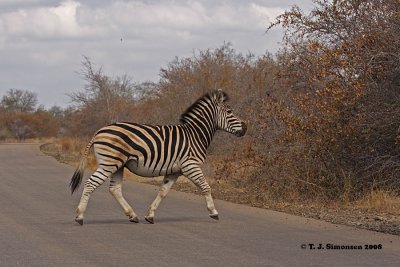 Burchell's Zebra (Equus quagga burchelli)