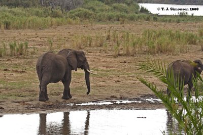 African Bush Elephant (Loxodonta africana)