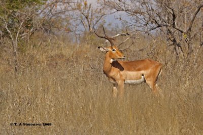 Impala (Aepyceros melampus)