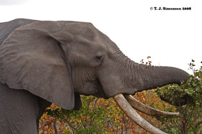 African Bush Elephant (Loxodonta africana)