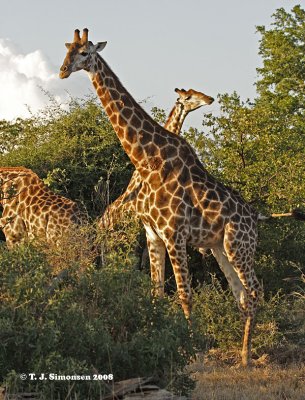 Giraffe (Giraffa camelopardalis)