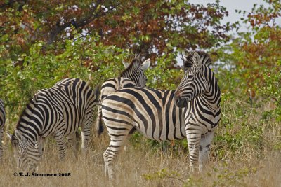 Burchell's Zebra (Equus quagga burchelli)