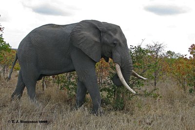 African Bush Elephant <i>(Loxodonta africana)</i>