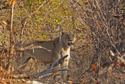 Lion (Panthera leo)