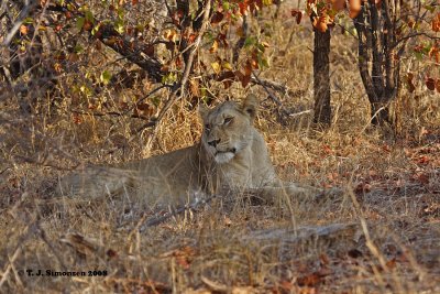 Lion (Panthera leo)