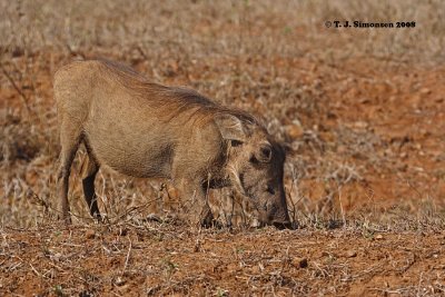 Warthog (Phacochoerus africanus