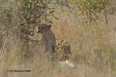 Cheetah (Acinonyx jubatus)