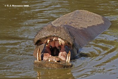 Hippopotamus (Hippopotamus amphibius)