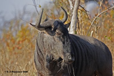 Blue Wildebeest (Connochaetes taurinus)