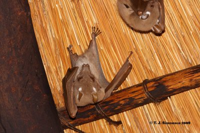 Wahlberg's Eupalleted Fruitbat (Epomorphus wahlbergi)