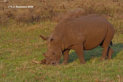 White Rhinoceros (Ceratotherium simum)