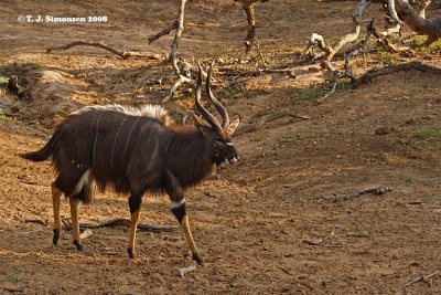 Nyala (Tragelaphus angasii)