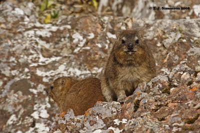 Rock Hyrax (Procavia capensis)