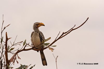 Southern Yellow-billed Hornbill (Tockus leucomelas)