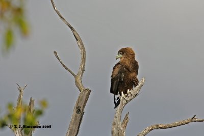 Bateleur (Terathopius ecaudatus)