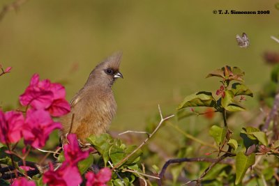 Speckled Mousebird (Colius striatus)