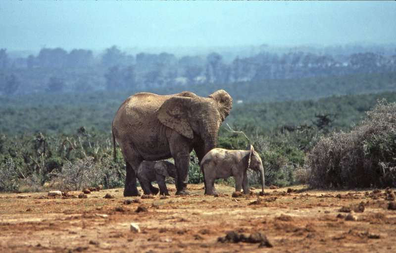 Elephant with young