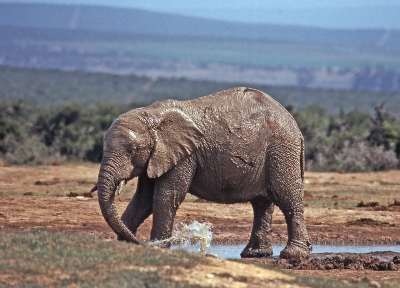 Elephant (muddy)